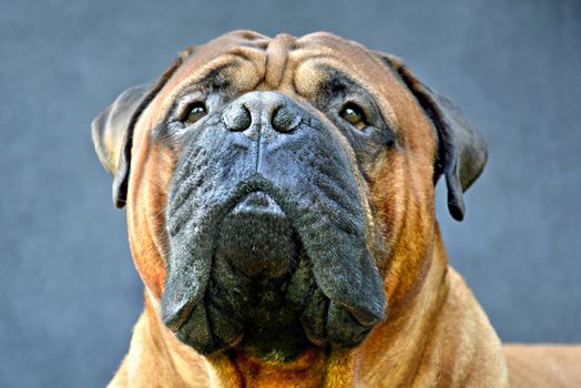 Pure bred bullmastiff dog portrait close-up on dark background.