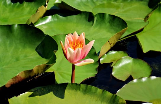Peach glow water lily (nymphaea pubescens) with green leaves swimming in a pond.