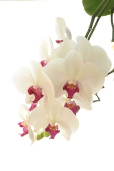 white and purple orchid on white background