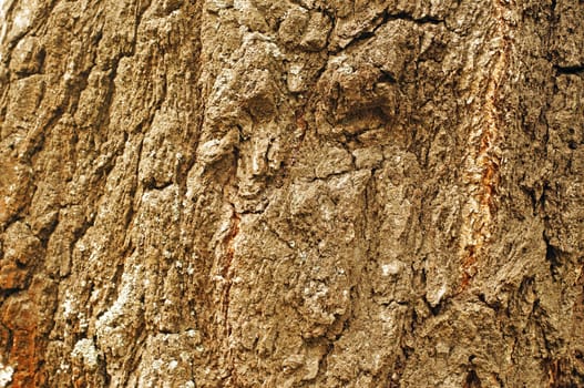 Ancient birch trunk texture as background                               