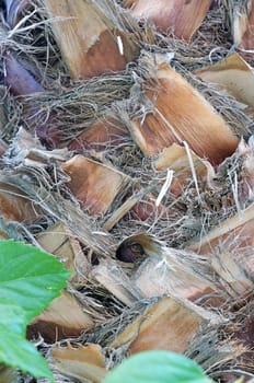Palm tree trunk texture  closeup                                    