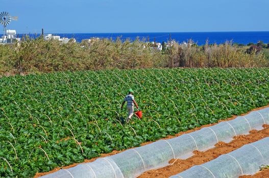 Field with courgettes in Cyprus                               