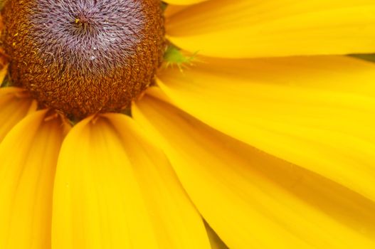 A quarter of the big yellow flowers as background                              