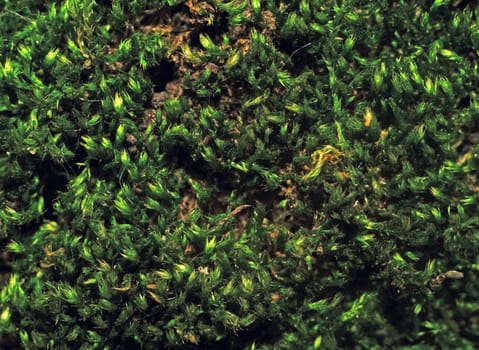 Texture moss on tree bark photographed in macro mode as background                               