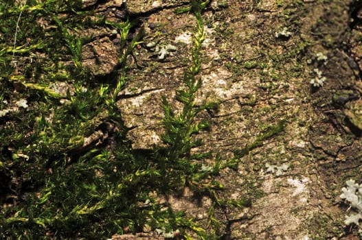 Texture moss on tree bark photographed in macro mode as background