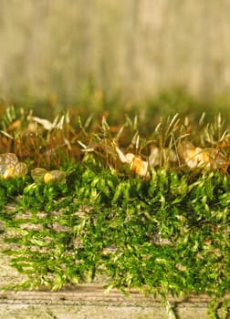 Texture of moss on an old fence as background (focus on moss)