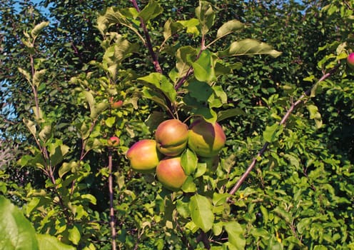  Apples on the tree in the garden                              