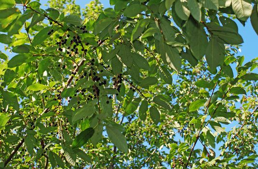 Bird cherry ripe berries on branches                               