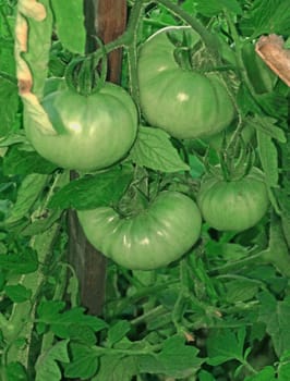 Bunch of green unripe tomatoes on a branch in a greenhouse                               