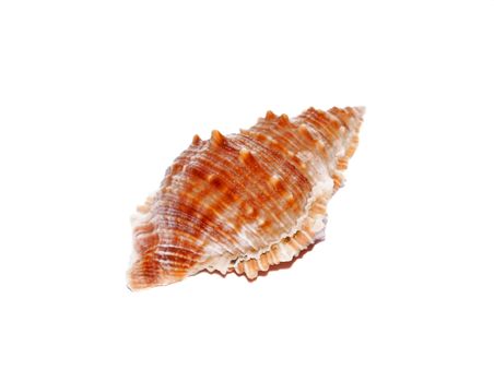 Seashell closeup isolated on white                        
