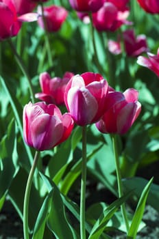 Spring background with tulips over natural background