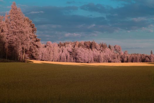 Trees and fields in Full spectrum