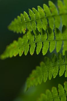 fern in the forest closeup