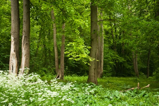 group of trees in the forest