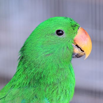 closeup of the green parrot bird