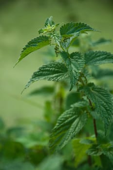 nettles in the forest closeup