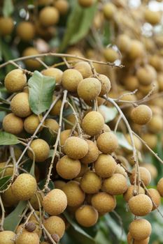 Longan