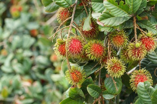 Rambutan