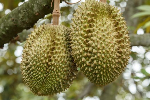 Durian