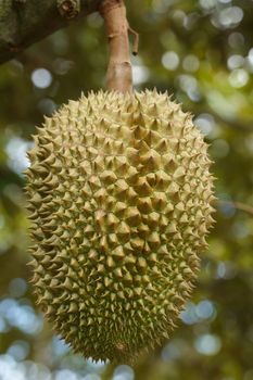 Durian