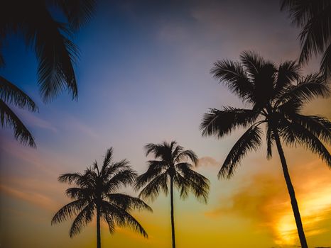 Retro Filtered Photograph Of A Sunset Through Palm Trees In Hawaii