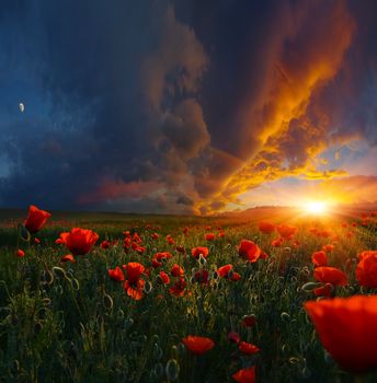 Poppy field and heavy thunderstorm at sunrise