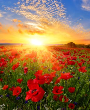 Poppy field at sunrise