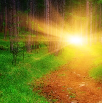 Country road in summer forest