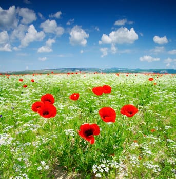 Bright summer flower field