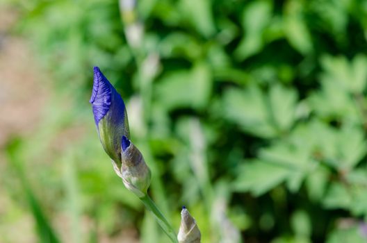 blue flower iris bud closeup in summer time