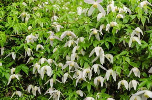 climber garden plant with small white flowers during heavy rain