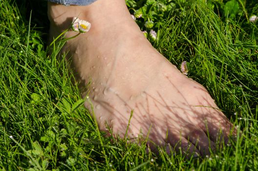 Bare foot woman leg in early morning dewy wet meadow lawn grass.