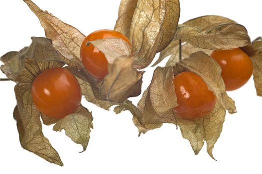 physalis fruit closeup isolated on white