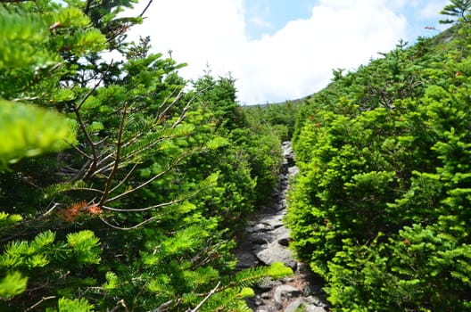 View along the trail to Mt. Washington in New Hampshire