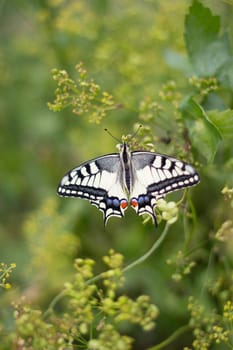 butterfly on a flower