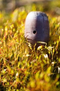 brown acorn on moss