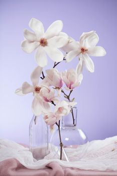 beautiful magnolia soulangeana