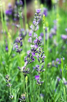 macro of lavender plant. herbal landscape of aromatic plant