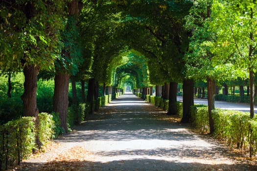 Walkway under a green natural tunnel