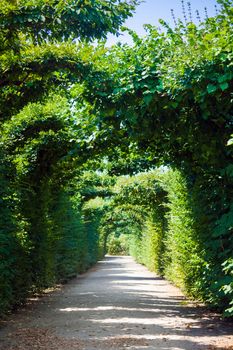 Walkway under a green natural tunnel