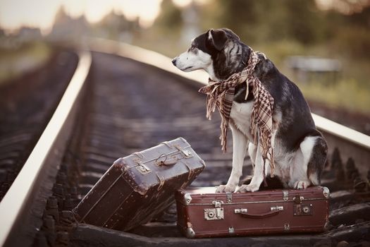 Dog on rails with suitcases. The dog looks for the house. The dog waits for the owner. The lost dog. Mongrel on the road. Dog on rails. Dog with suitcases. Not purebred dog on the road. Traveler. Vagrant dog. Tramp.