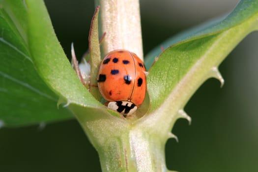 14 spot Ladybird beetle on plant taking a drink in early morning