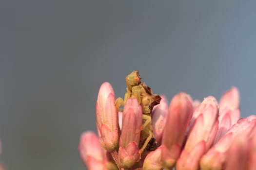 Ambush Bug cleaning in early morning light