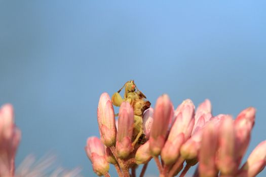 Ambush Bug on Joe-pye Weed flower in early morning light