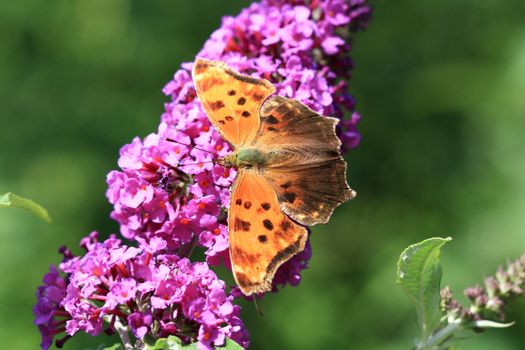 Comma Butterfly feeding on butterfly bush in afternoon sun