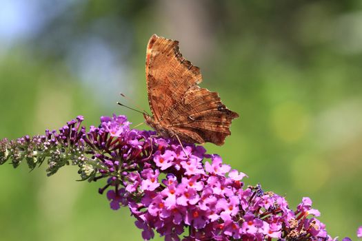 Comma Butterfly feeding on butterfly bush in afternoon sun