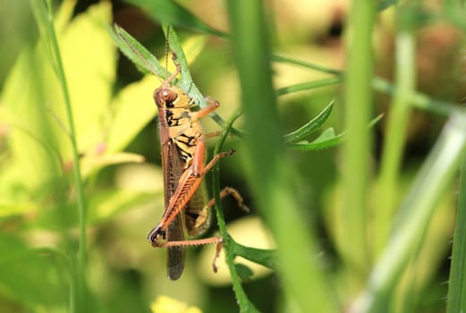Grasshopper in early morning sun with green background