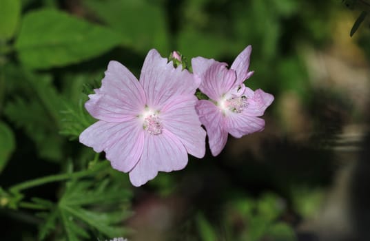 Mallow Flower mid summer in afternoon sun