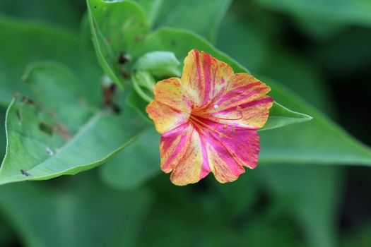 Multi coloured Flower early morning light green background