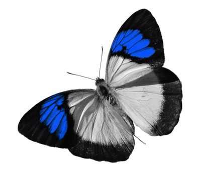 Blue butterfly isolated on white background